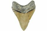 Serrated, Fossil Megalodon Tooth - North Carolina #308234-1